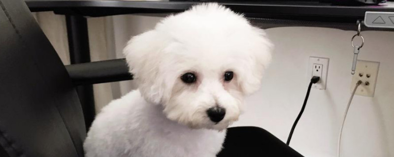 狗狗去泪痕