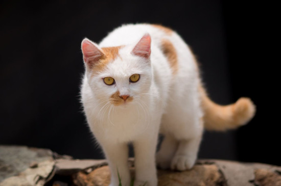 猫可以吃米饭吗