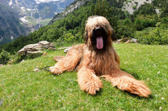 英国可卡犬怎么训练