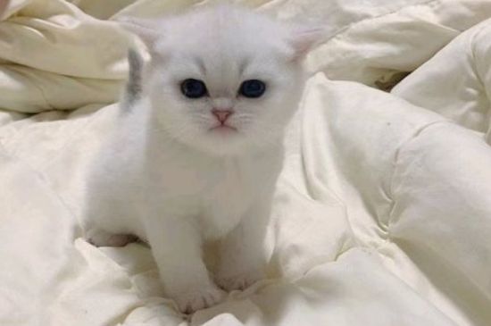猫咪一直叫还跑来跑去
