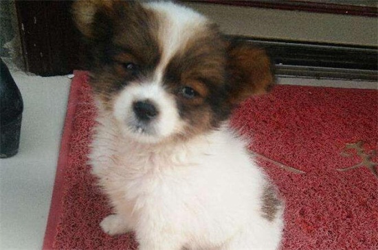 犬瘟细小是什么