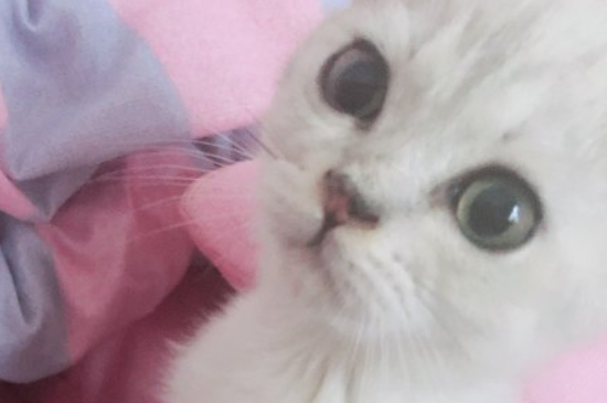 猫应激反应几天传腹