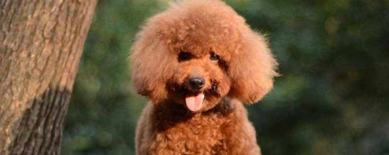 贵宾犬到底有多聪明