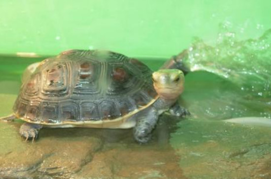 乌龟怕冷吗