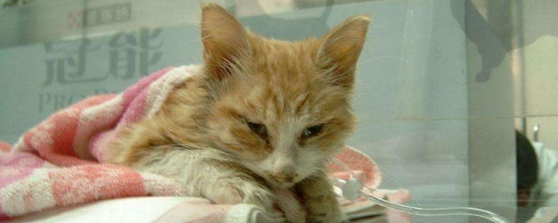 小猫猫瘟临死前身体的反应