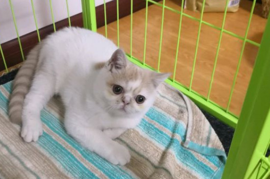 掉线加菲猫长大什么样