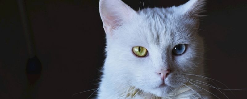 猫肛门腺多久挤一次