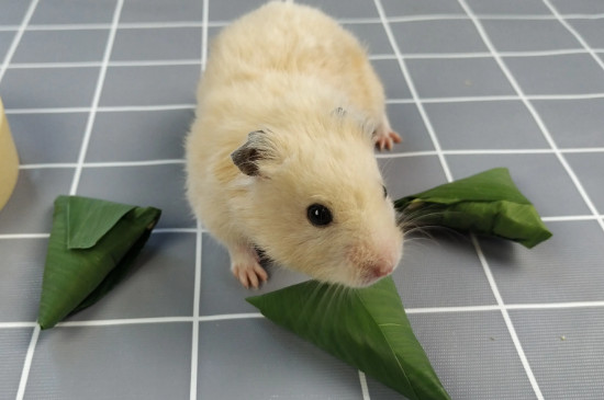 仓鼠总挠痒痒是不是有虫子了