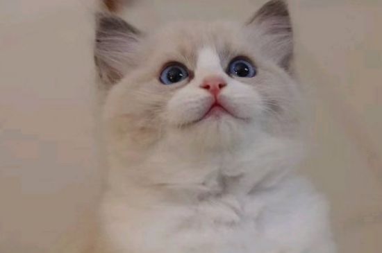 猫腹水产生的原因