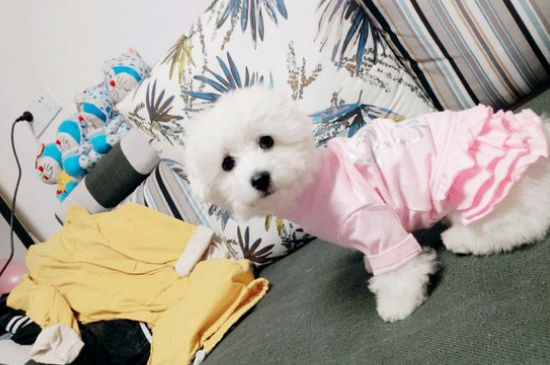 狗狗安乐死过程痛吗