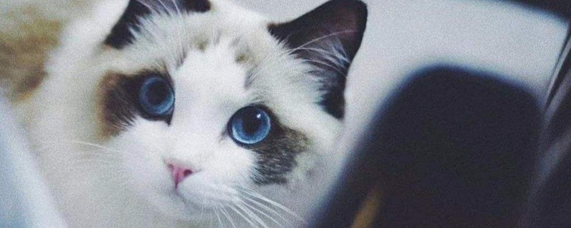 布偶猫怕冷吗