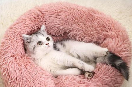 冬天猫咪怎么保暖