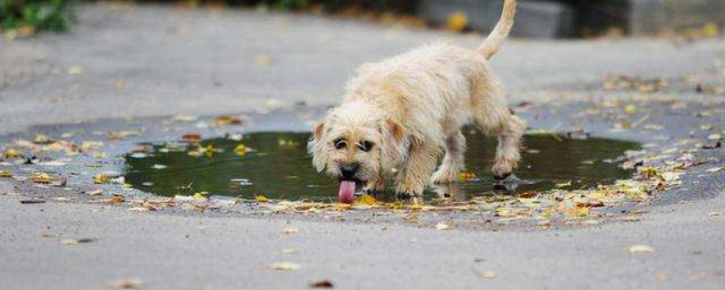 犬冠状症状