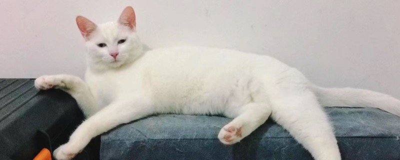 大猫会咬死新来小猫吗