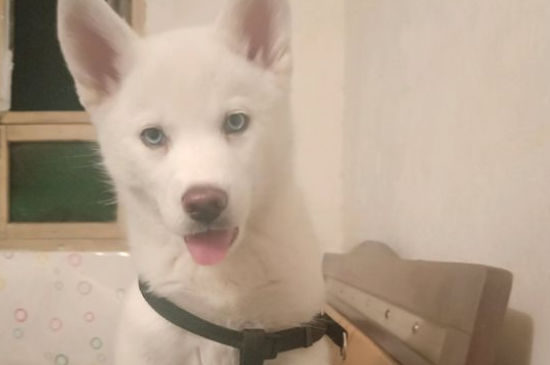 狗肠梗阻能活多长时间