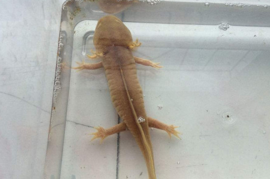 六角龙几天不喂会饿死