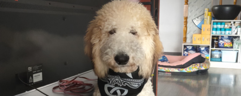 巨贵怎么养