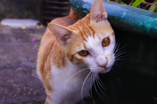 猫嗷呜嗷呜叫什么意思，猫为什么有时候会嗷呜叫