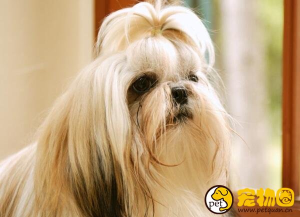 西施犬这种狗聪明吗，怎样给西施狗梳理剪毛