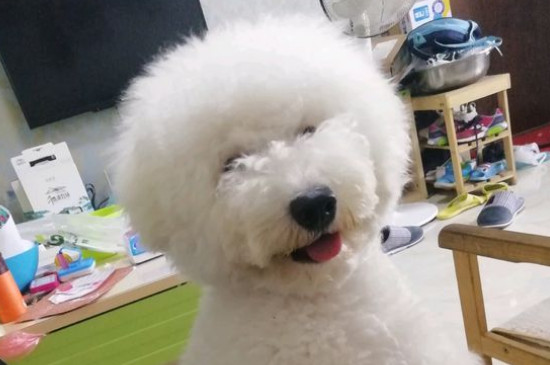 比熊心脏病有什么表现