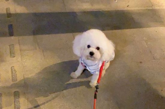 比熊来例假多长时间