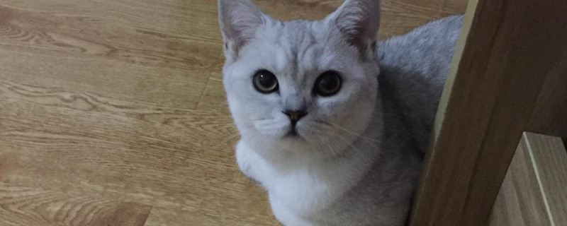 猫揣手手什么意思