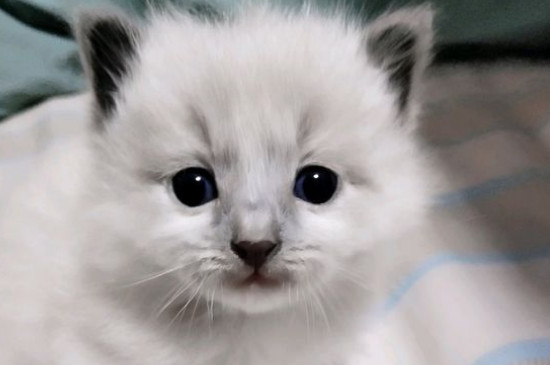 松木猫砂和豆腐猫砂哪个好，两种猫砂的区别和优缺点对比