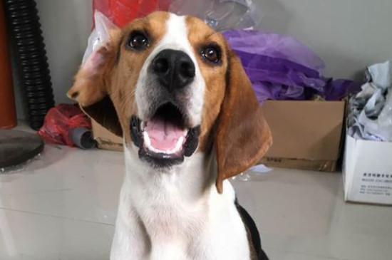 比格犬好养吗？不凶听话高智商很好养