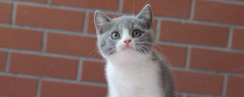 猫咪接回家后适应表现
