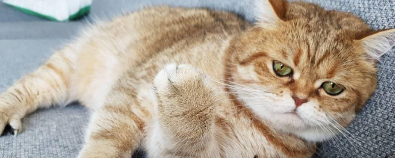 猫绝育后如何安抚情绪