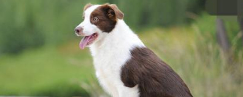 边境牧羊犬能吃什么水果