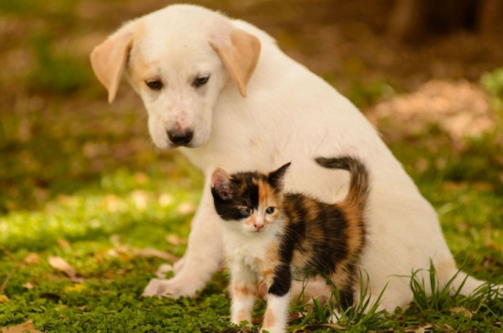 猫狗身上的寄生虫