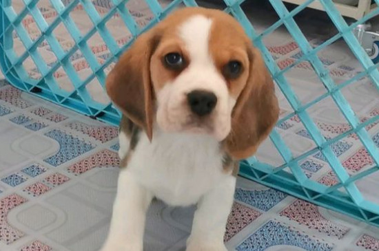 比格犬好养吗？不凶听话高智商很好养