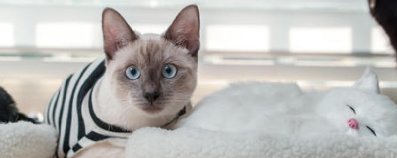 猫咪多大可以洗澡