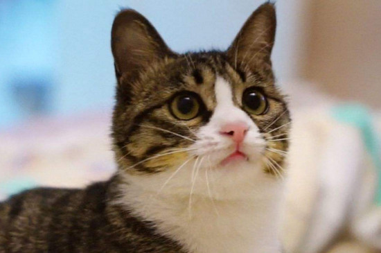 猫藓会传染给猫吗