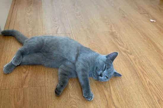 猫粮多久换一次