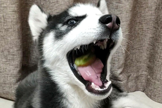 狗可以吃猕猴桃吗