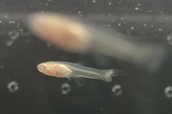 刚出生的小鱼苗吃什么食物，怎样让鱼苗长的快