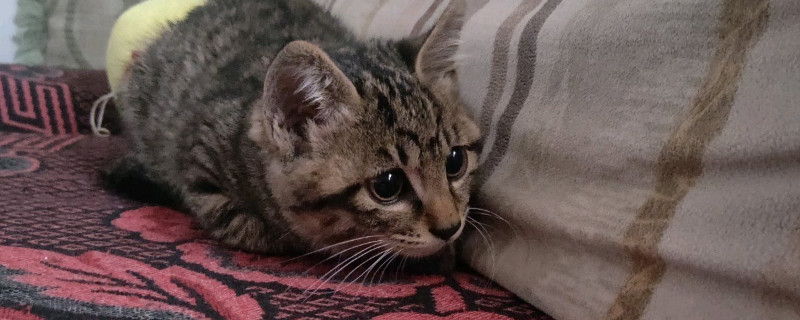 宠物猫怎么养