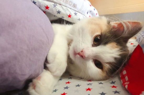 养猫会带来什么运气，家里养猫对财运会很好