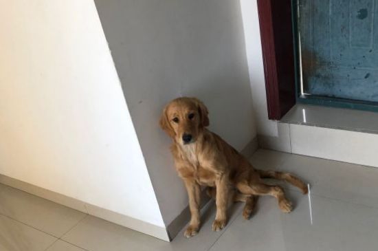 狗可以吃番茄吗