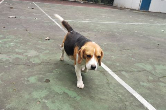 比格犬好养吗？不凶听话高智商很好养