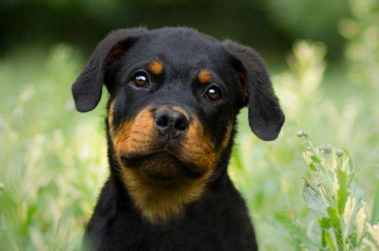 罗威纳是禁犬吗，罗威纳为什么被禁养
