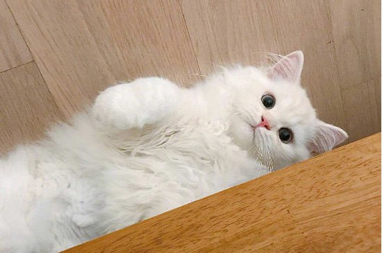 诱食剂对猫有什么危害