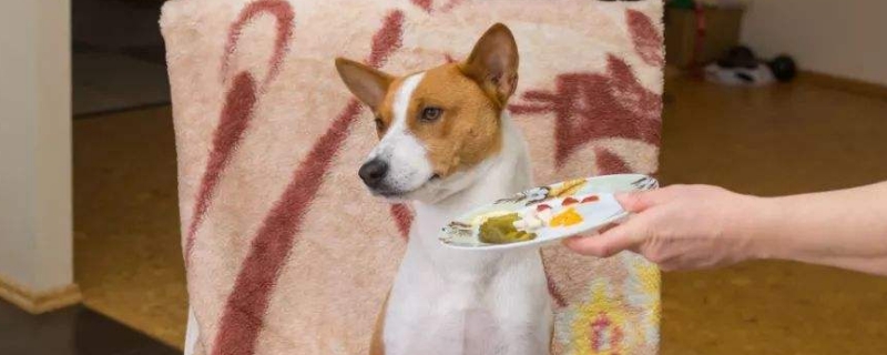 怎么纠正狗狗严重挑食