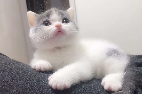 猫可以喝羊奶吗