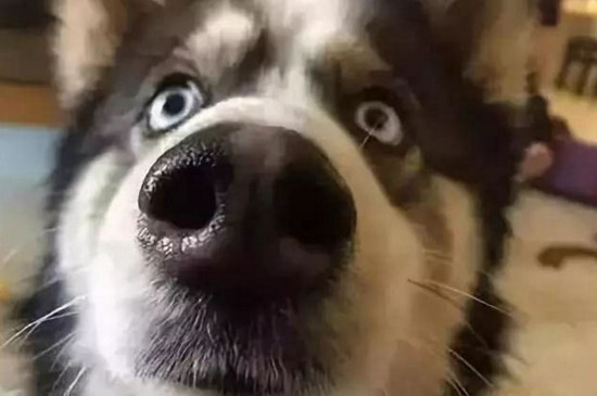 狗鼻子为什么是湿的