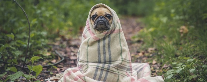 狗狗可以和人睡一起吗