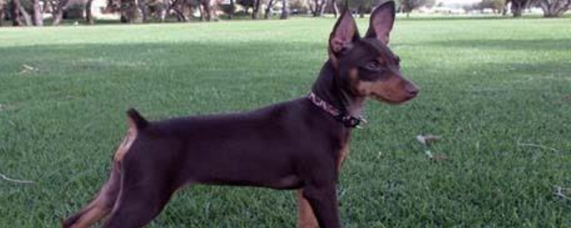 小鹿犬能活多少岁