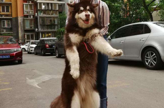 狗的品种有哪些
